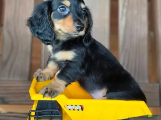Dachshund dogs Tonka - Ad 1