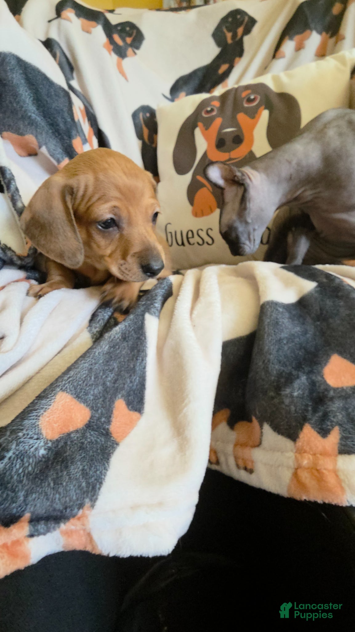 Miniature Dachshund dogs for sale: Lady  - Ad 9