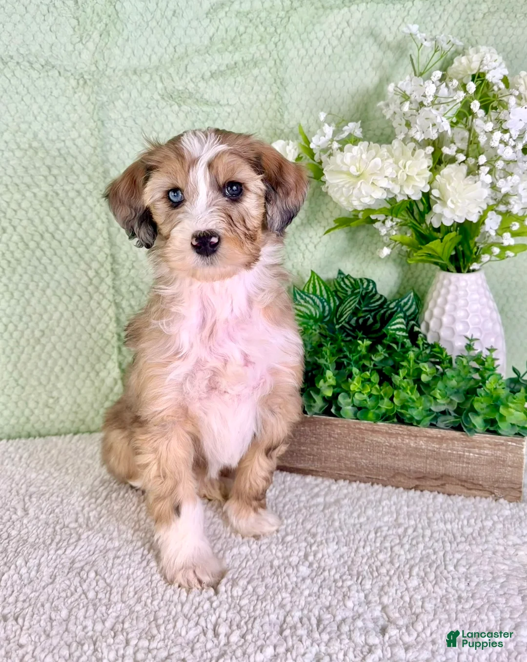 Bernedoodle dogs for sale: Spot - Ad 2