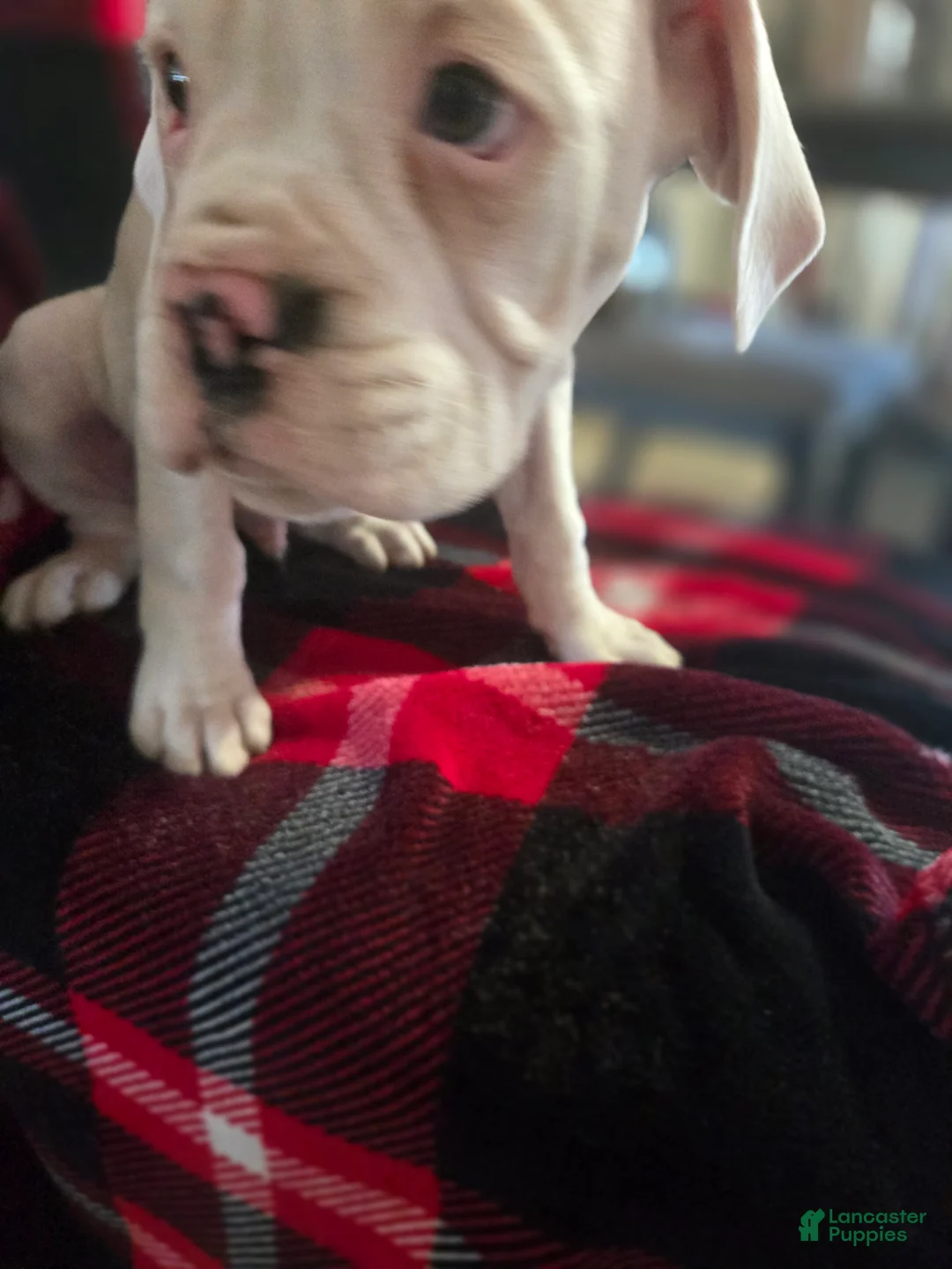 Boxer dogs for sale: Sam - Ad 7