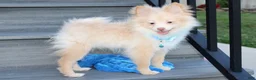 Pomeranian dogs for sale: Teddy  - Ad 3