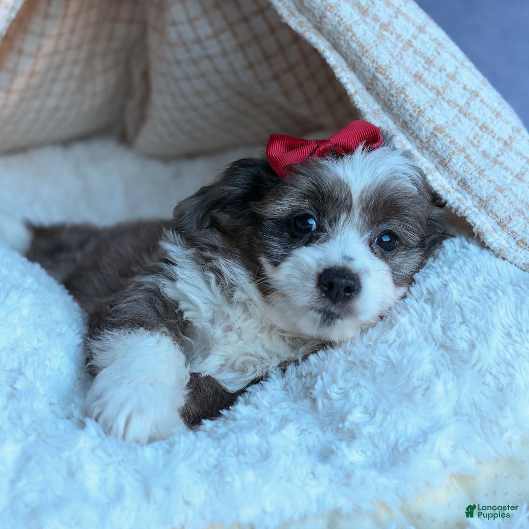 Mini Aussiedoodle dogs for sale: LEON - Ad 5