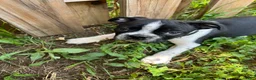 Boston Terrier dogs for sale: Boston Terrier 1 Ragnar - Ad 1
