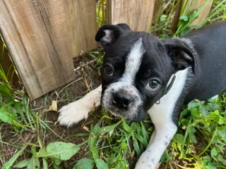 Boston Terrier dogs Boston Terrier 1 Ragnar - Ad 15