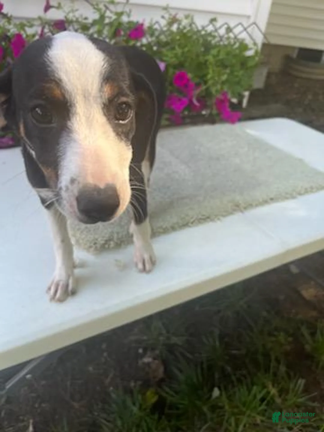 Mixed Breed dogs for sale: Mixed Breed 2 Marrisa - Ad 2