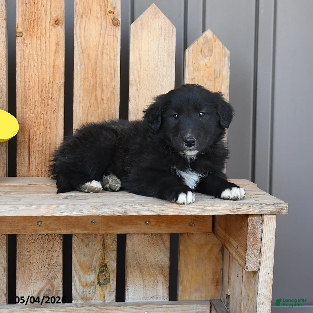 Mixed Breed dogs for sale: Gia - Ad 3