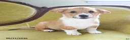 Welsh Corgi Pembroke dogs for sale: Cheif - Ad 5