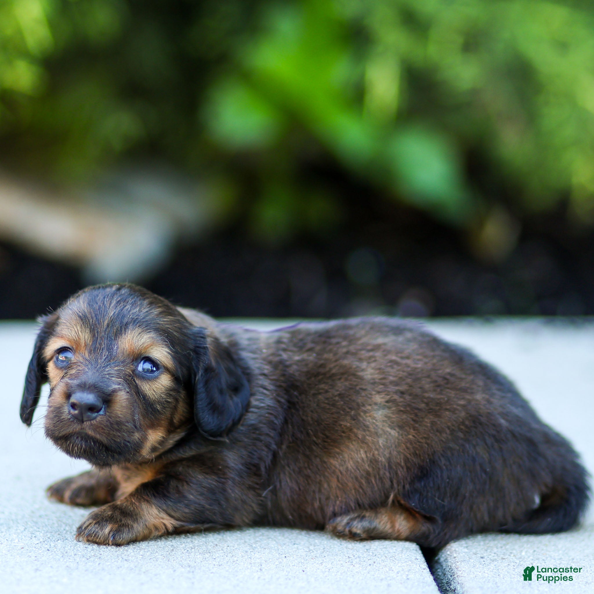 Miniature Dachshund dogs Marie Miniature Dachshund  - Ad 2