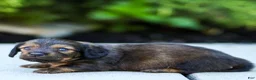 Miniature Dachshund dogs for sale: Marie Miniature Dachshund  - Ad 2