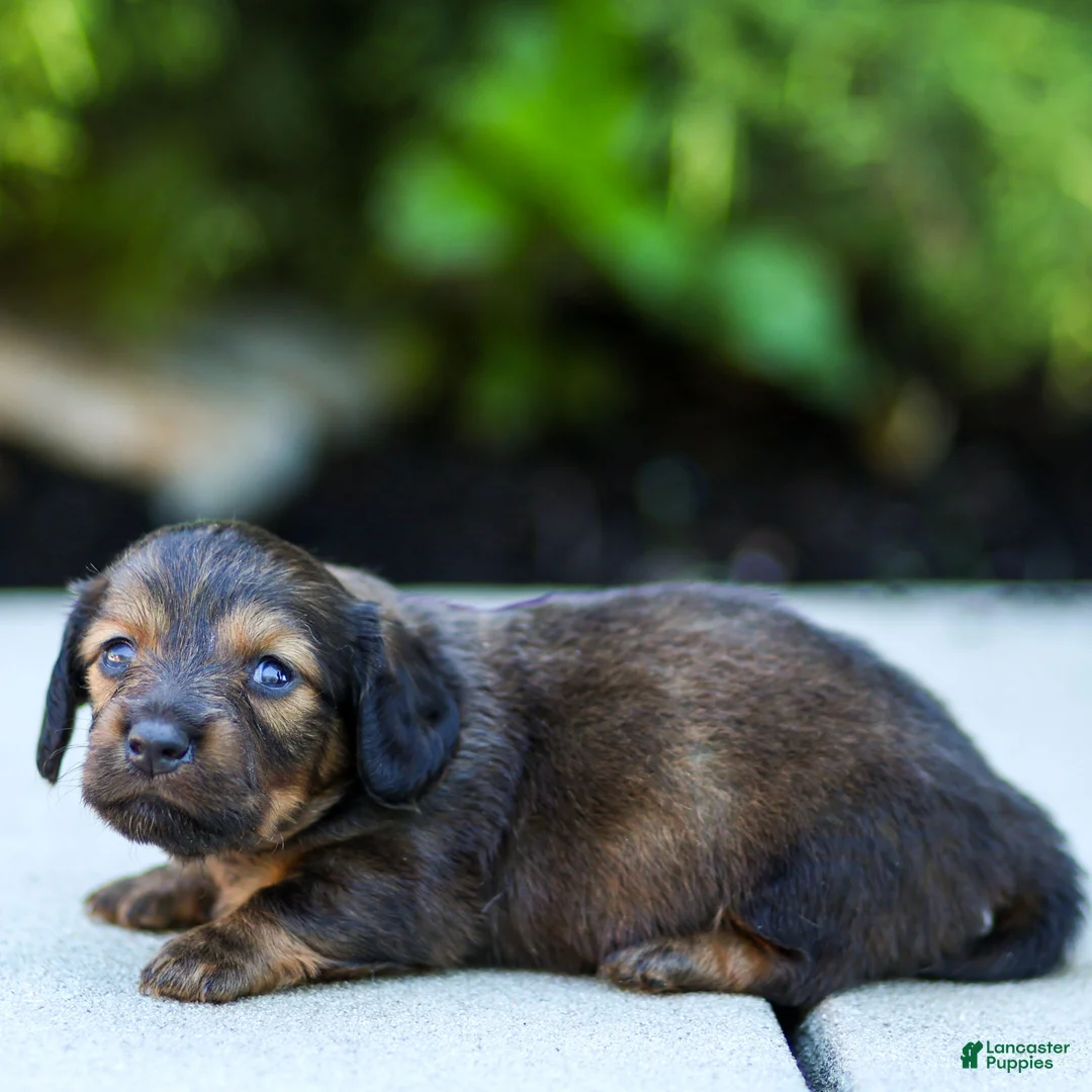 Miniature Dachshund dogs for sale: Marie Miniature Dachshund  - Ad 2