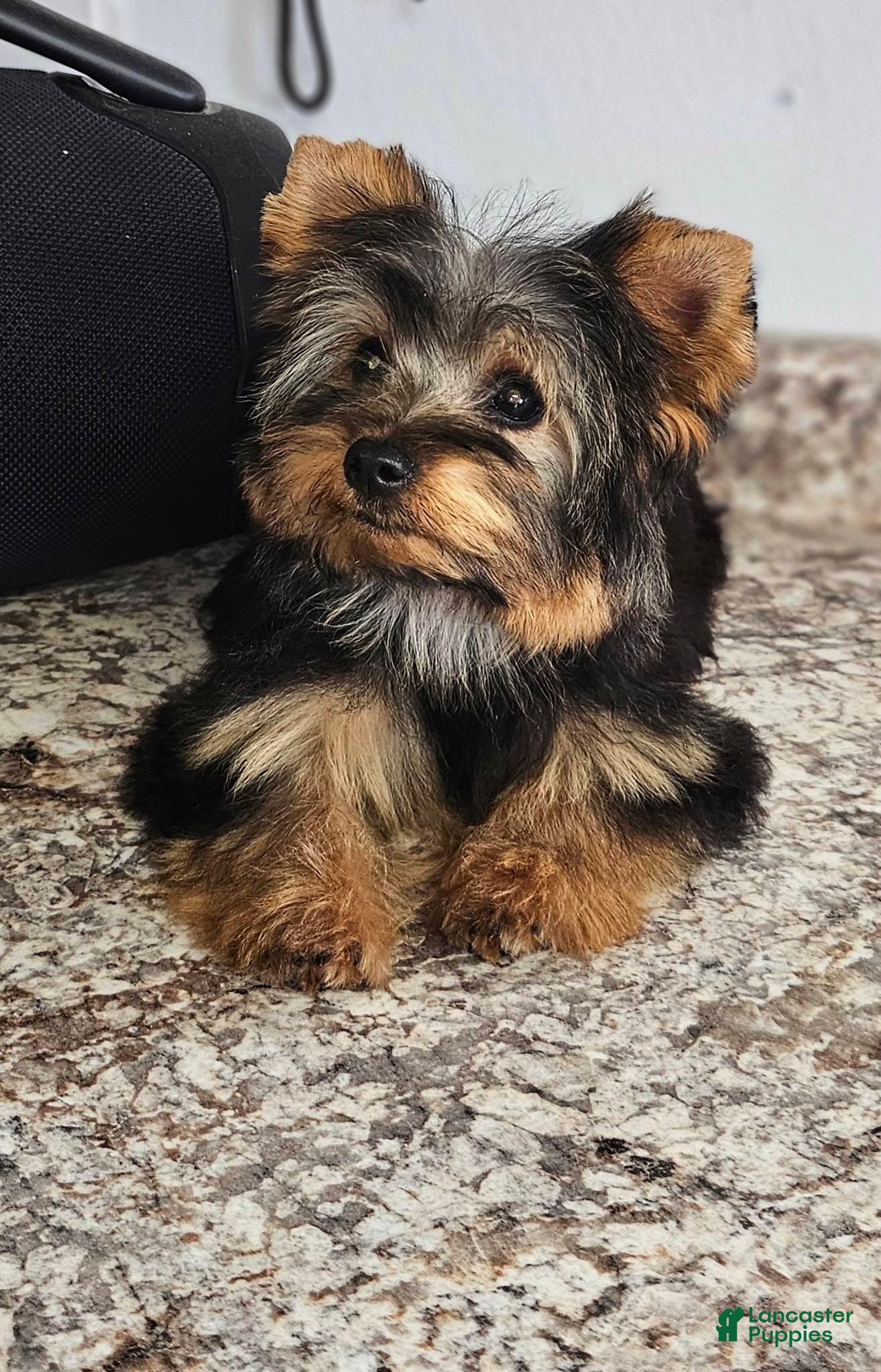 Yorkshire Terrier dogs Yorkshire Terrier Puppy 1 - Ad 28