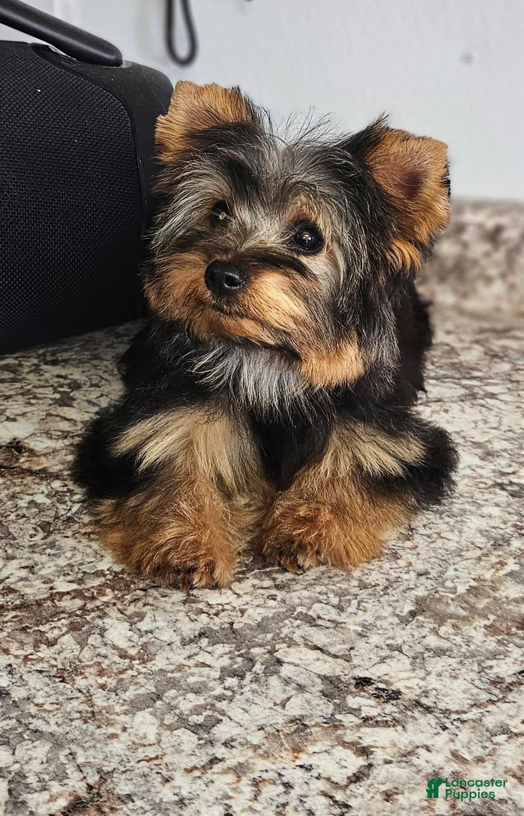 Yorkshire Terrier dogs for sale: Yorkshire Terrier Puppy 1 - Ad 1