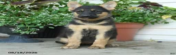 Gerberian Shepsky dogs for sale: Tilly - Ad 3