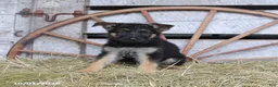 German Shepherd dogs for sale: Dottie - Ad 3