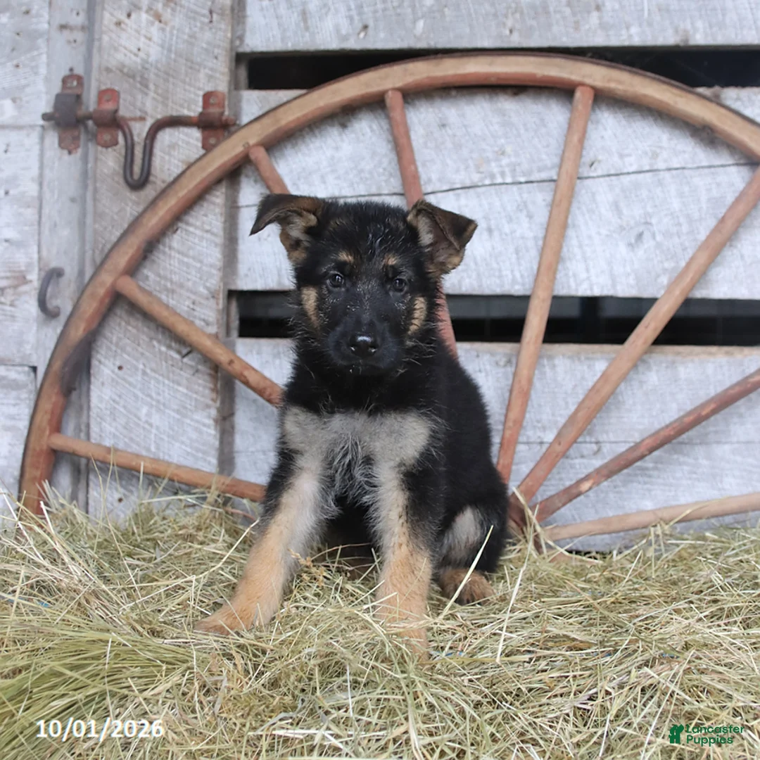 German Shepherd dogs for sale: Dottie - Ad 3