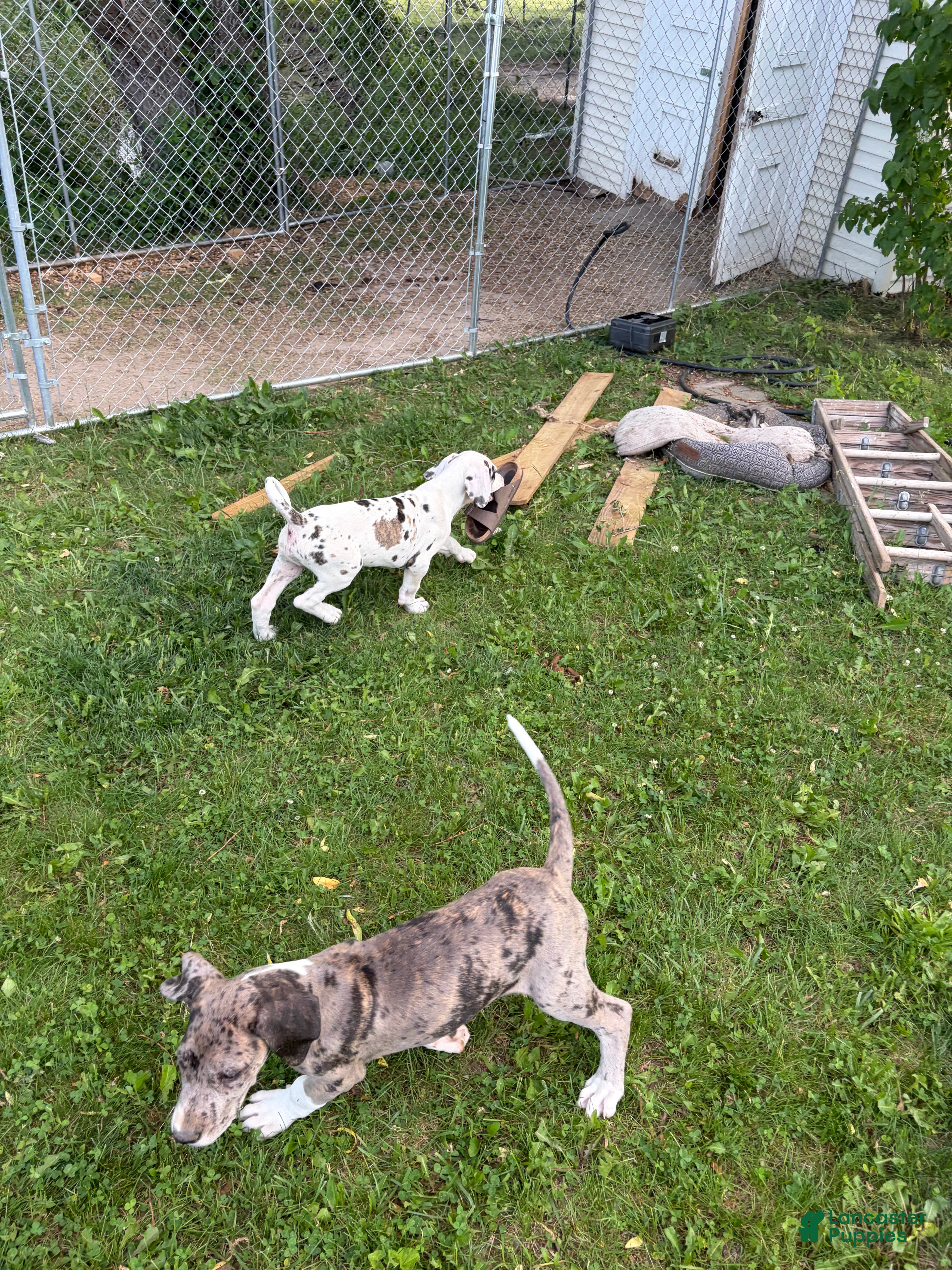 Great Dane dogs Great Dane 9 - Ad 27