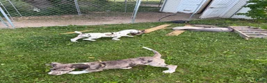 Great Dane 9