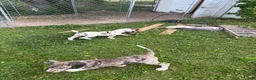 Great Dane dogs for sale: Great Dane 9 - Ad 1
