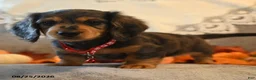 Dachshund dogs for sale: Prince   - Ad 3