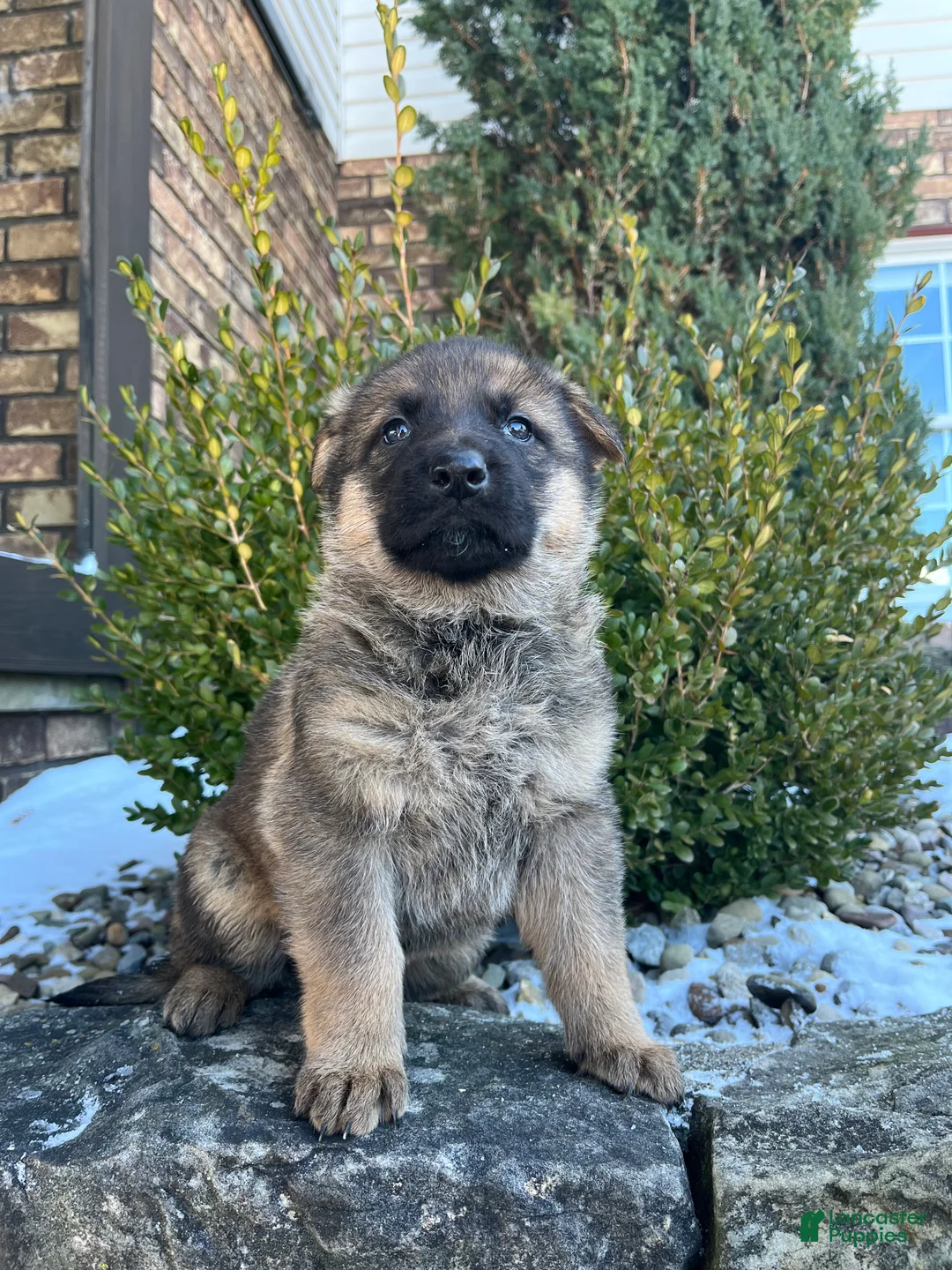 German Shepherd dogs for sale: Vienna - Ad 1