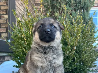 German Shepherd dogs Vienna - Ad 13