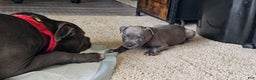 American Pit Bull Terrier dogs for sale: Blue Nose Pitbull Thor - Ad 4