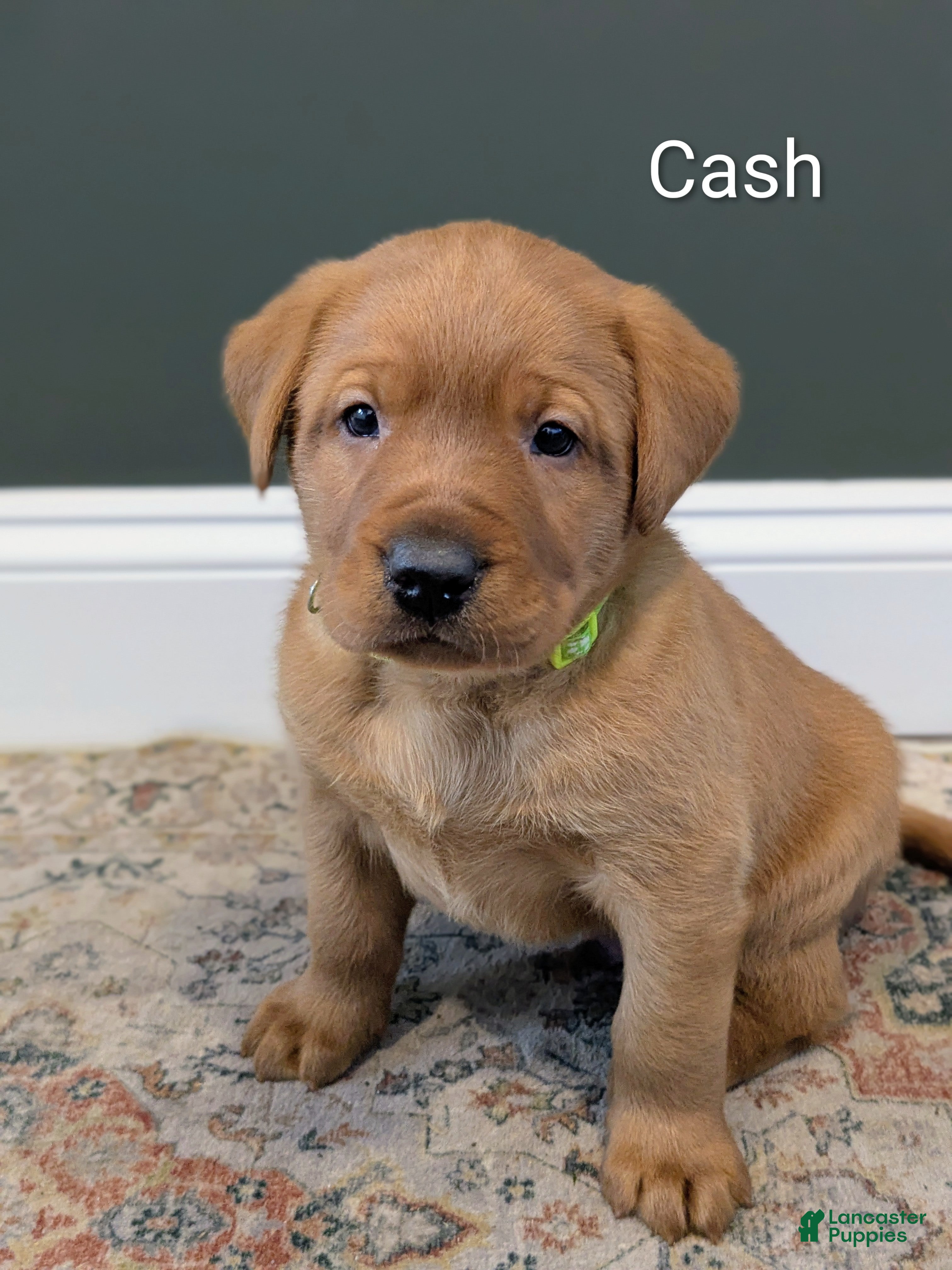 Labrador Retriever dogs Cash - Ad 4
