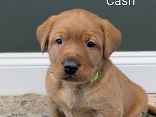 Labrador Retriever dogs Cash - Ad 4