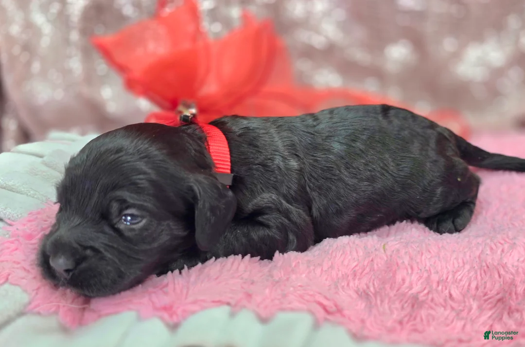 Cockapoo dogs for sale: Frostbite - Ad 2