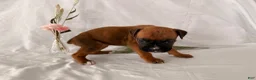 Boxer dogs for sale: Brinley  - Ad 3