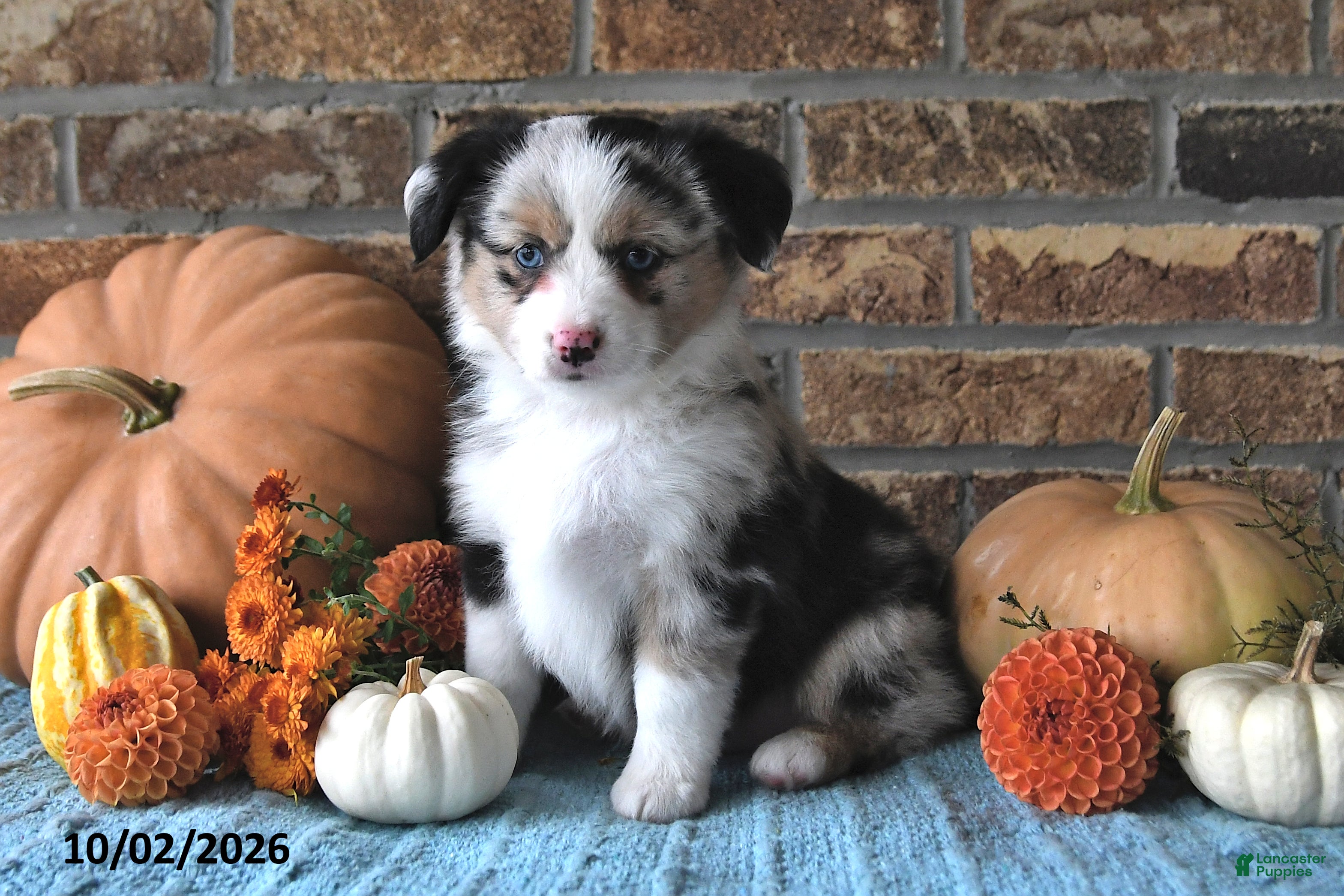 Miniature Australian Shepherd dogs Harper - Ad 2