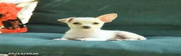 Chihuahua dogs for sale: Pal - Ad 4