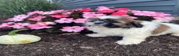 Shih Tzu dogs for sale: Sophie - Ad 4