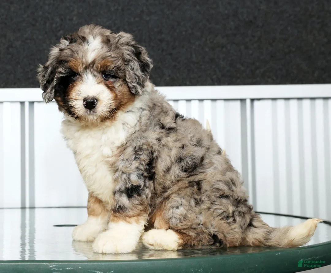 Mini Bernedoodle dogs for sale: Faith - Ad 3