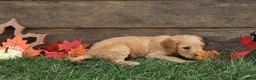 Goldendoodle dogs for sale: Noah - Ad 3