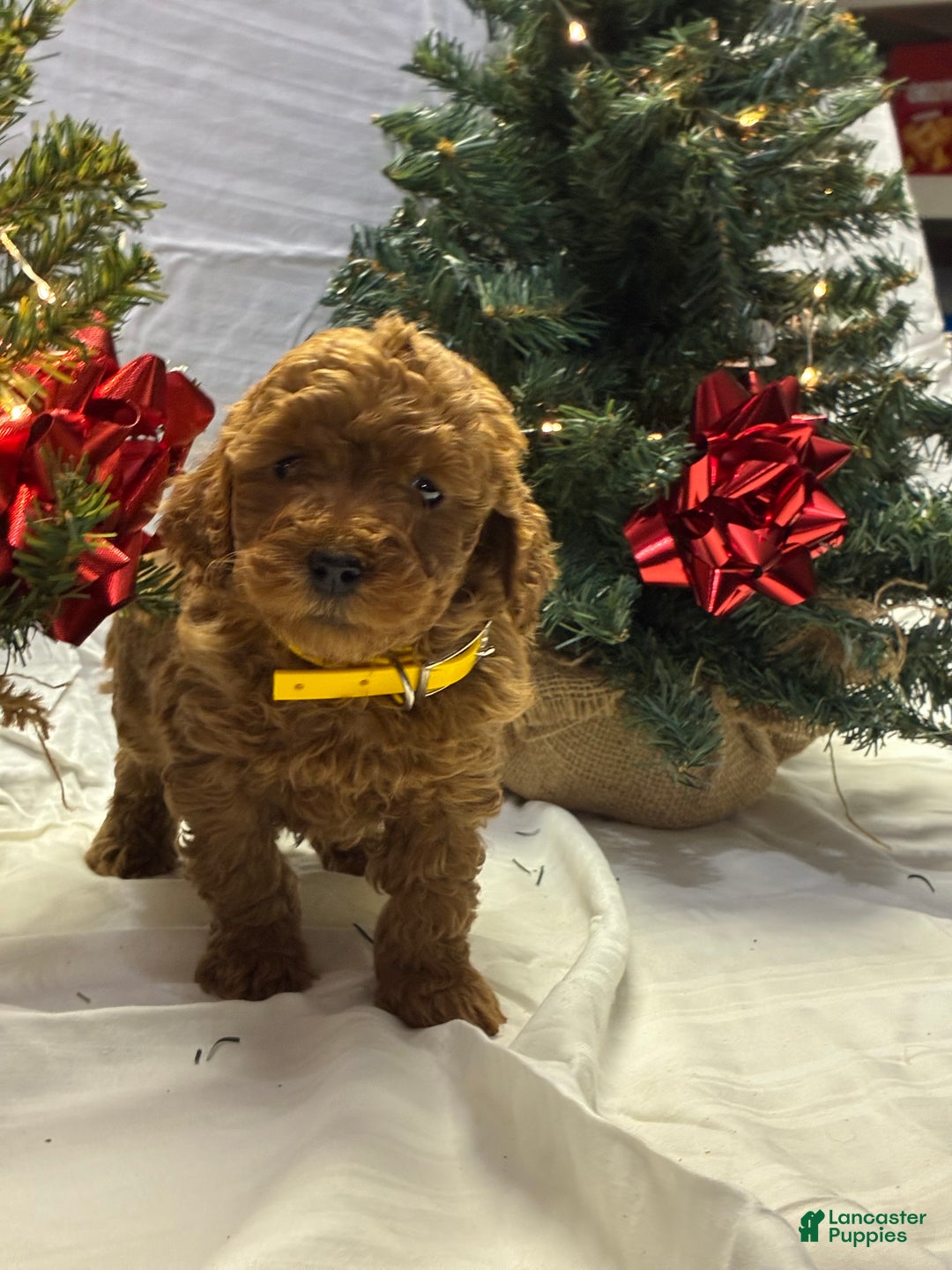 Mini Goldendoodle dogs for sale: Cinnamon - Ad 3