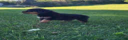 Rottweiler dogs for sale: Raven - Ad 4