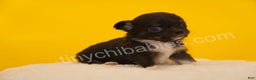Chihuahua dogs for sale: Charlie - Ad 2