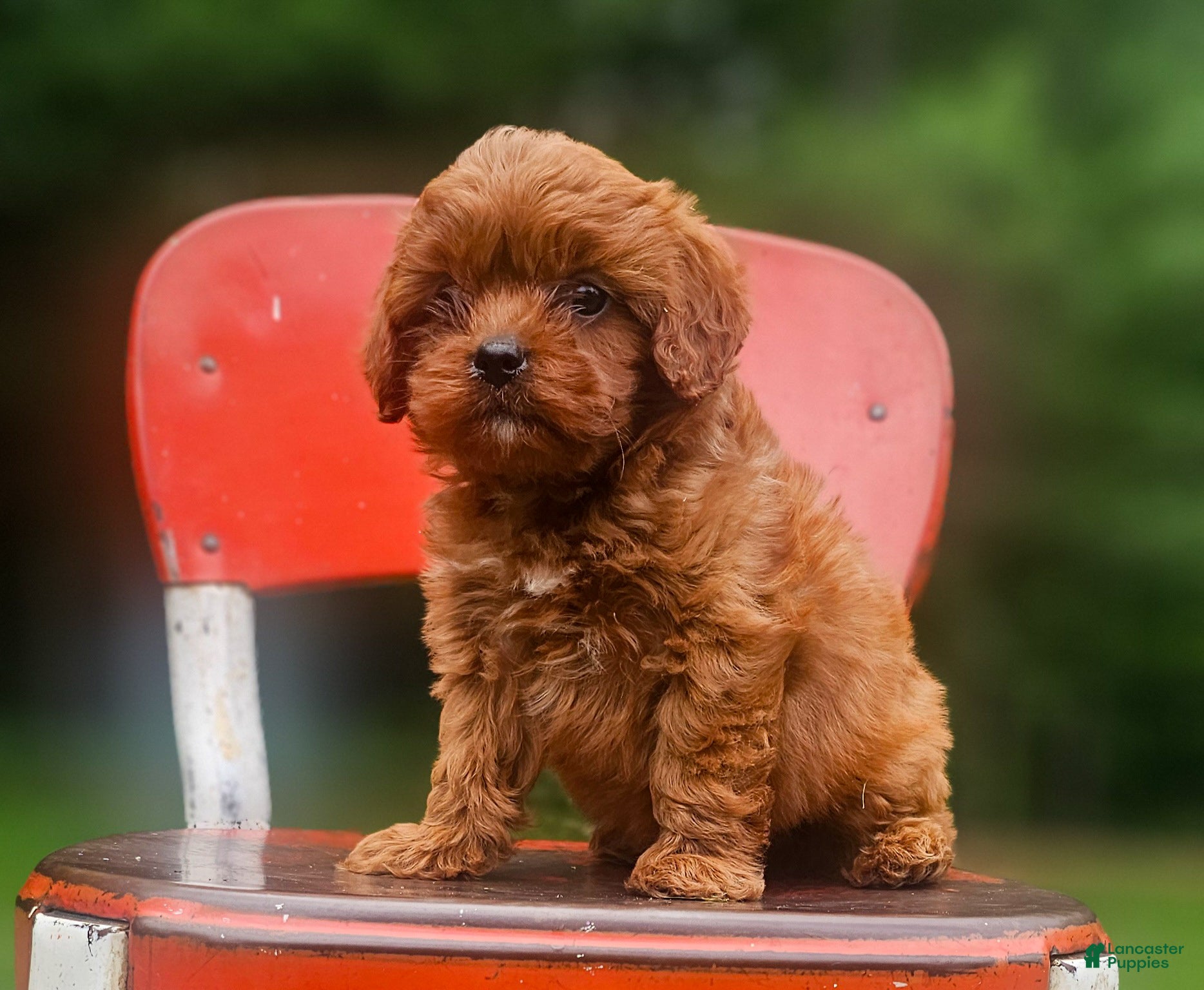 Cavapoo dogs River - Ad 2