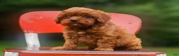 Cavapoo dogs for sale: River - Ad 2