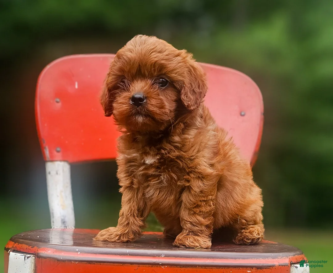 Cavapoo dogs for sale: River - Ad 2