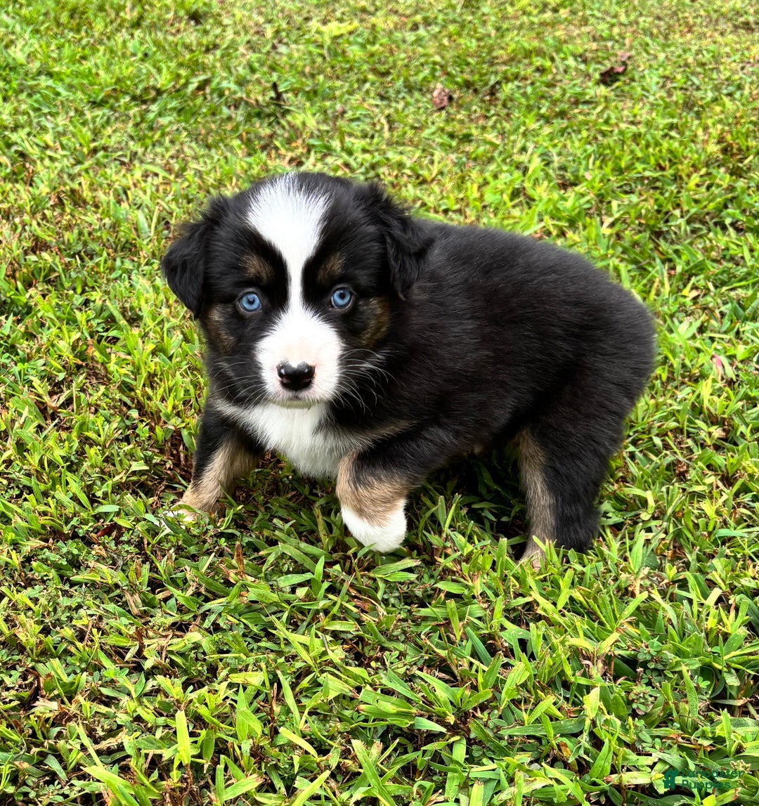 Bloodlines Miniature Australian Shepherd Puppies for sale