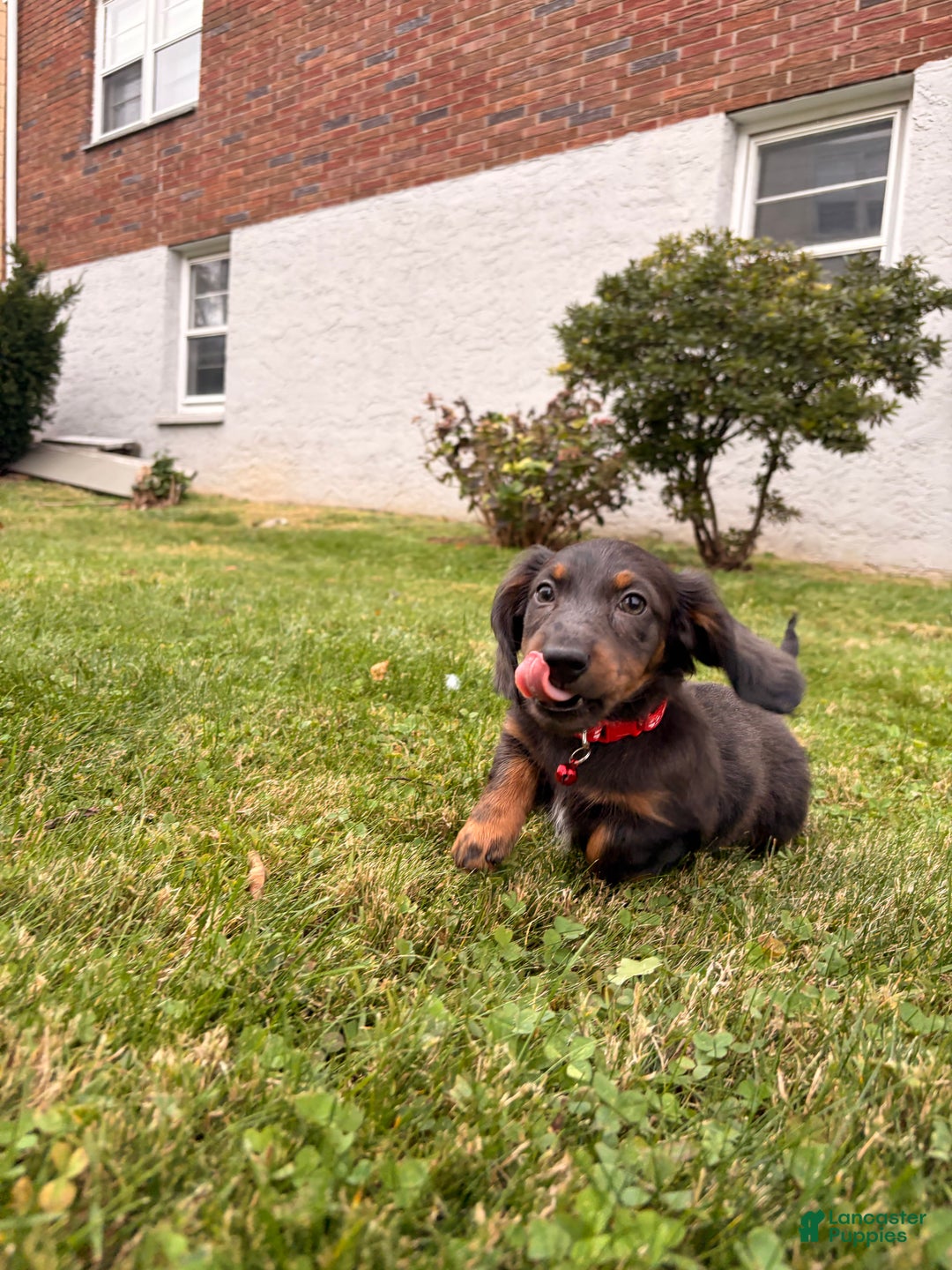 Miniature Dachshund dogs for sale: Tater - Ad 5