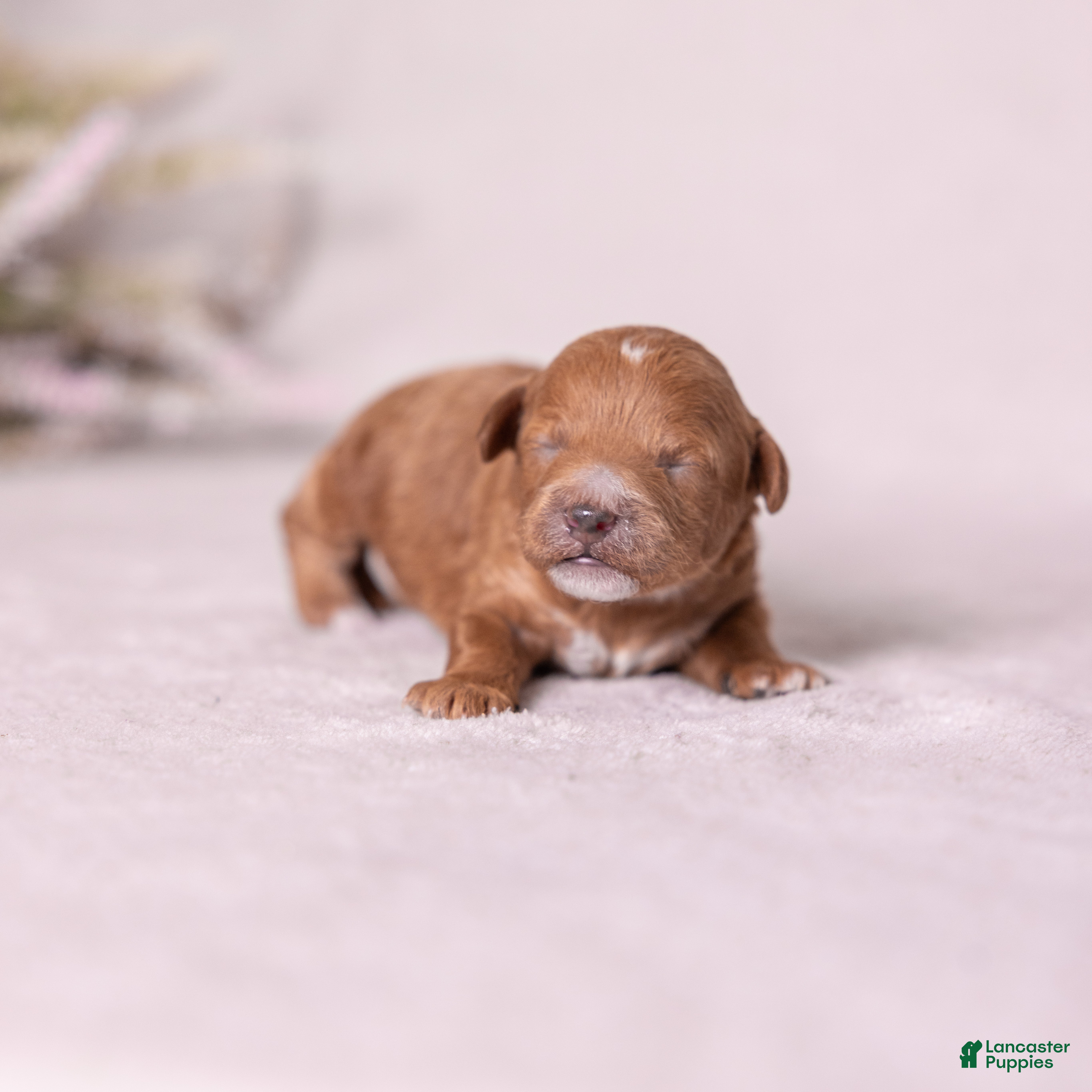 Miniature Poodle dogs Glee - Ad 1
