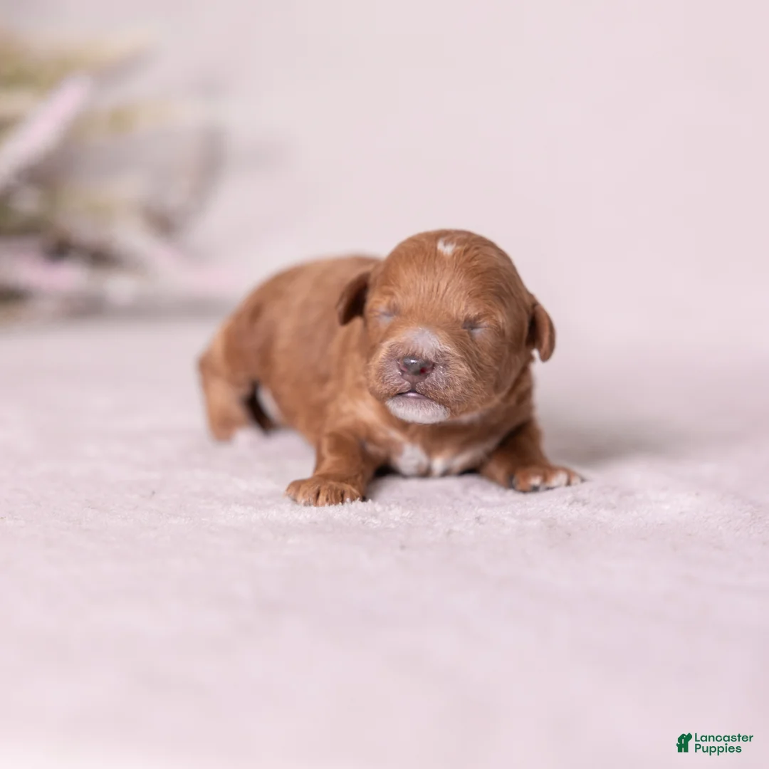 Miniature Poodle dogs for sale: Glee - Ad 1