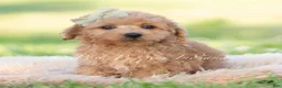 Mini Goldendoodle dogs for sale: rocket - Ad 5