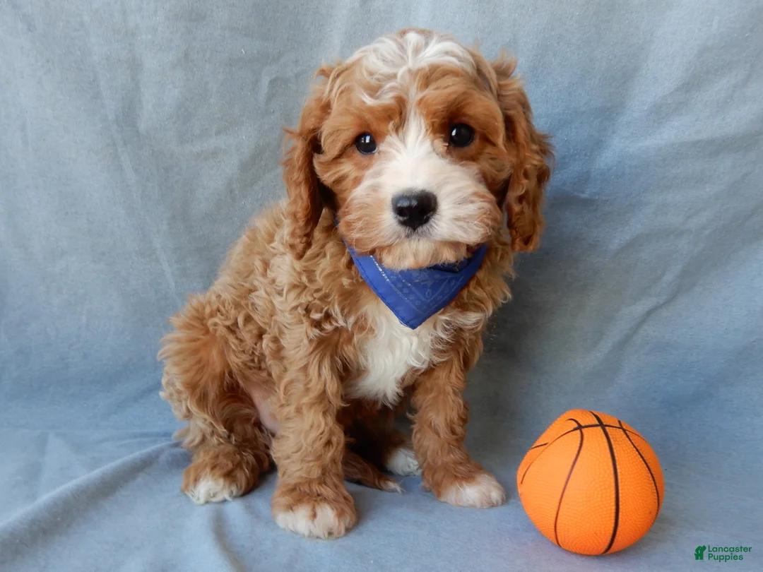 Cavapoo dogs for sale: Simon - Ad 1