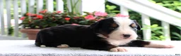 Bernese Mountain Dog dogs for sale: Kasper - Ad 4