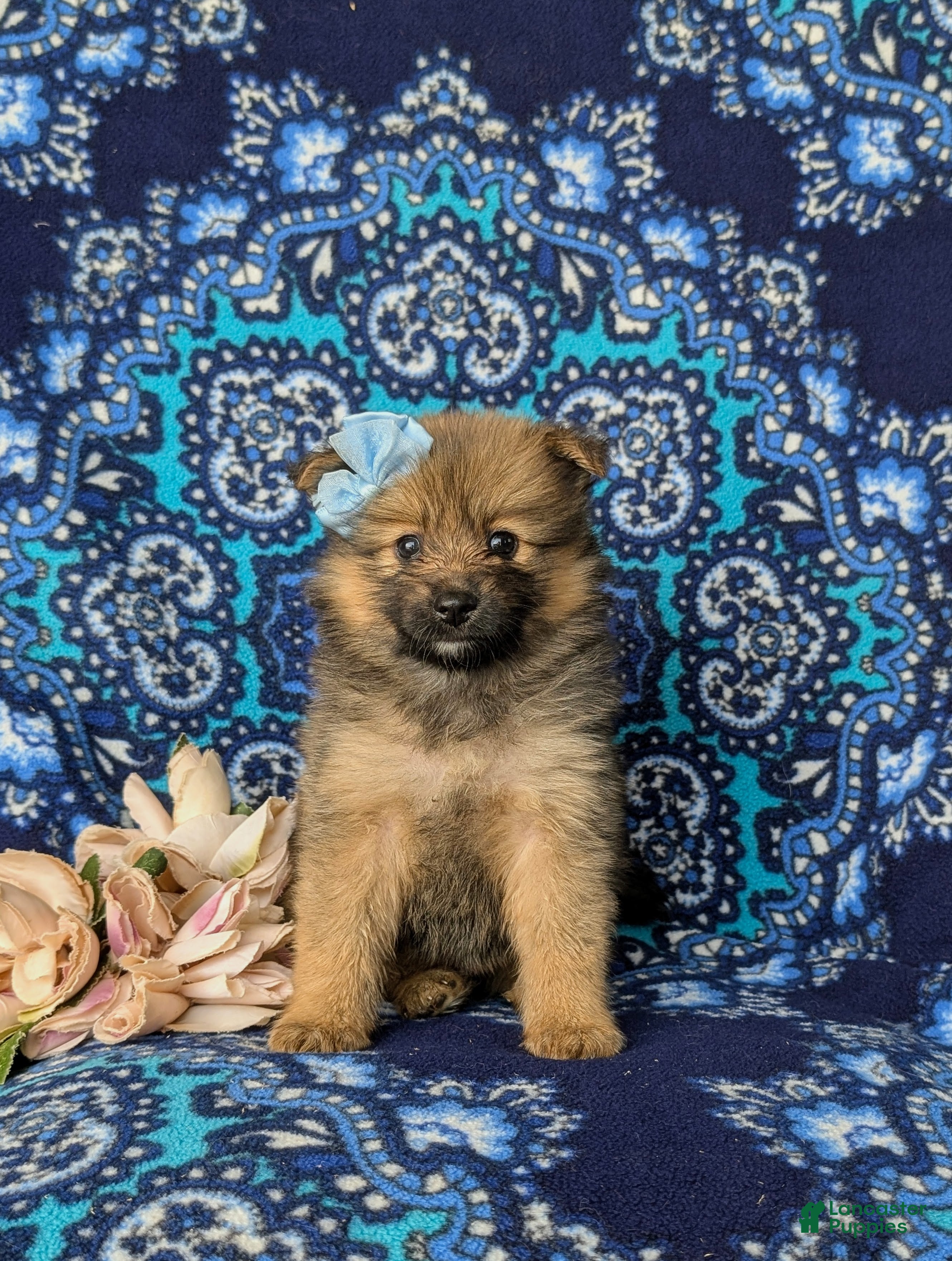 Pomeranian dogs Breanne - Ad 1