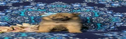 Pomeranian dogs for sale: Breanne - Ad 1